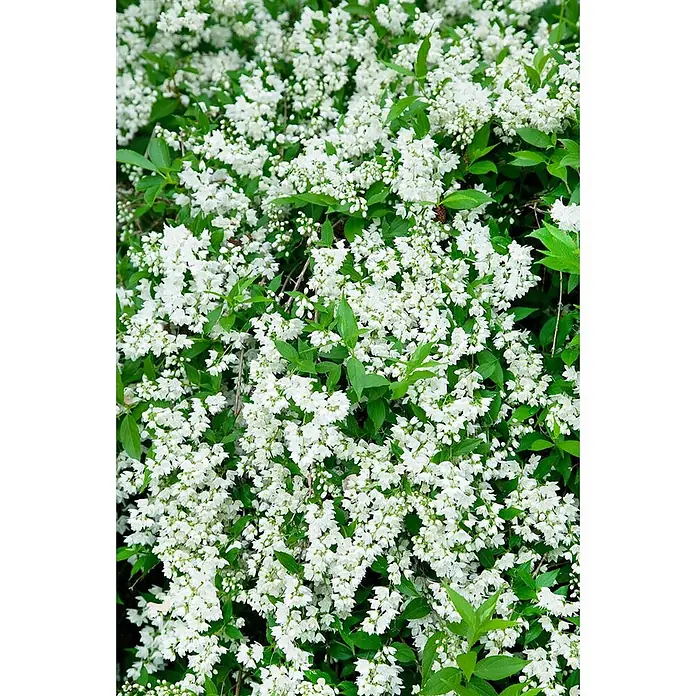 Pflanzen für dich Prunkspiere 40- 60 cm - Deutzia gracilis, 40 cm - 60 cm, Weiß - Üppiger Strauch mit zahlreichen kleinen weißen Blüten und leuchtend grünen Blättern.