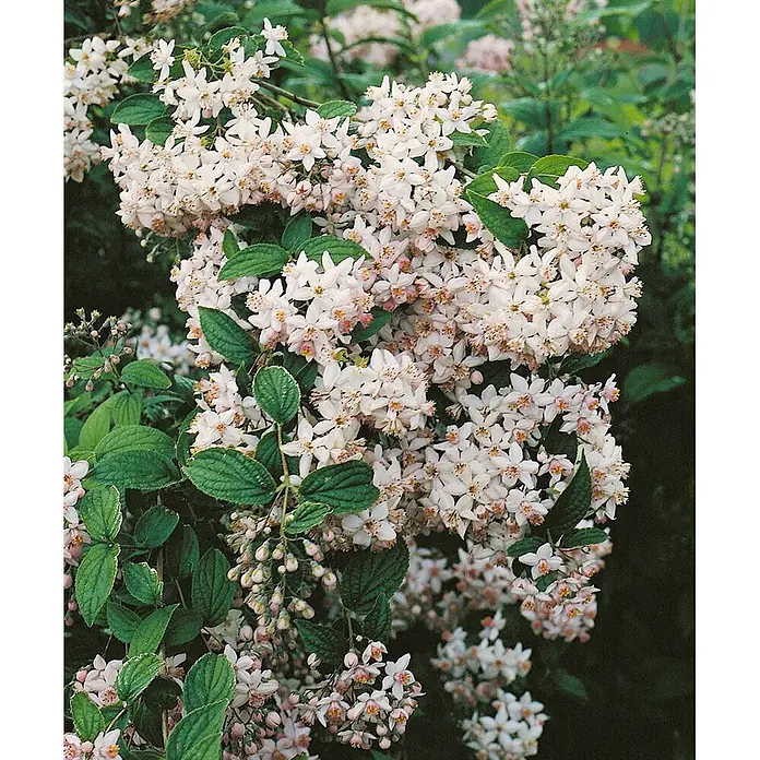 Pflanzen für dich Prunkspiere 40- 60 cm - Deutzia gracilis, 40 cm - 60 cm, Weiß - Strauch mit Büscheln kleiner, sternförmiger, weißer und hellrosa Blüten mit grünen Blättern.