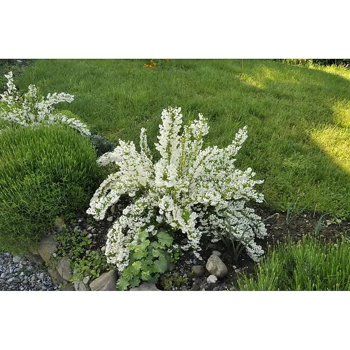 Pflanzen für dich Prunkspiere 40- 60 cm - Deutzia gracilis, 40 cm - 60 cm, Weiß - Strauch mit reichlichen kleinen weißen Blüten, in einem Gartenbeet mit grünem Laub und Gras.