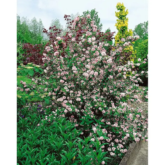 Pflanzen für dich Prunkspiere 3 L 40- 60 - Deutzia hybrida 'Pink Pom-Pom', 40 cm - 60 cm, Rosa - Ein großer, dicht blühender Strauch mit zahlreichen kleinen rosa Blüten und grünen Blättern, lebendig in einer Gartenlandschaft.