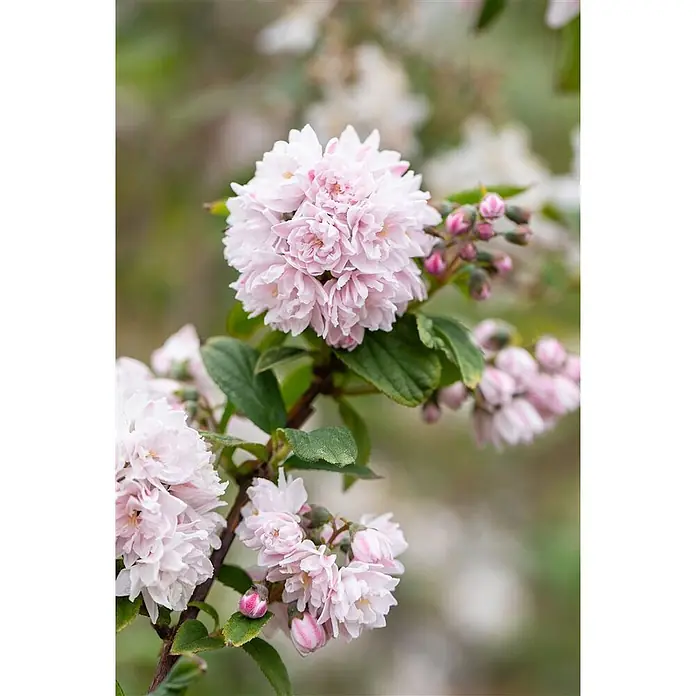 Pflanzen für dich Prunkspiere 3 L 40- 60 - Deutzia hybrida 'Pink Pom-Pom', 40 cm - 60 cm, Rosa - Zarte hellrosa gefüllte Blüten und Knospen an einem Zweig mit grünen Blättern.