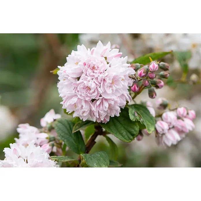 Pflanzen für dich Prunkspiere 3 L 40- 60 - Deutzia hybrida 'Pink Pom-Pom', 40 cm - 60 cm, Rosa - Bündel zarter, rosa gefüllter Blüten mit einigen rosa Knospen an einem grünblättrigen Zweig.