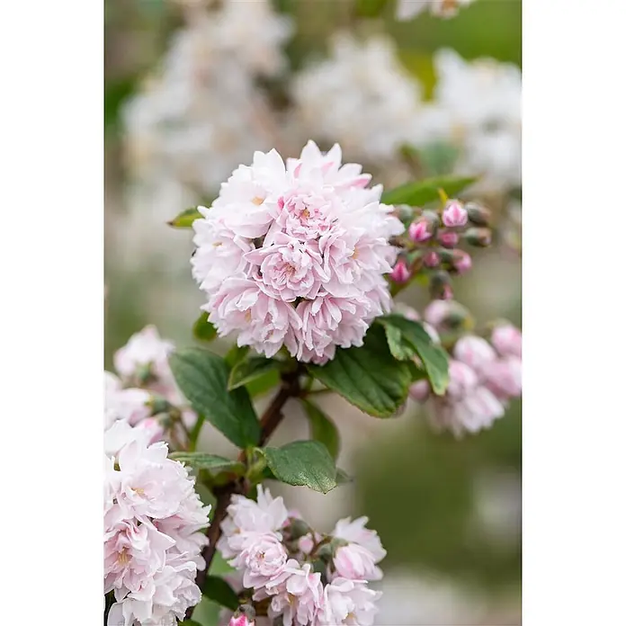 Pflanzen für dich Prunkspiere 3 L 40- 60 - Deutzia hybrida 'Pink Pom-Pom', 40 cm - 60 cm, Rosa - Zarte rosa gefüllte Blüten blühen an einem belaubten Strauchzweig mit Knospen.