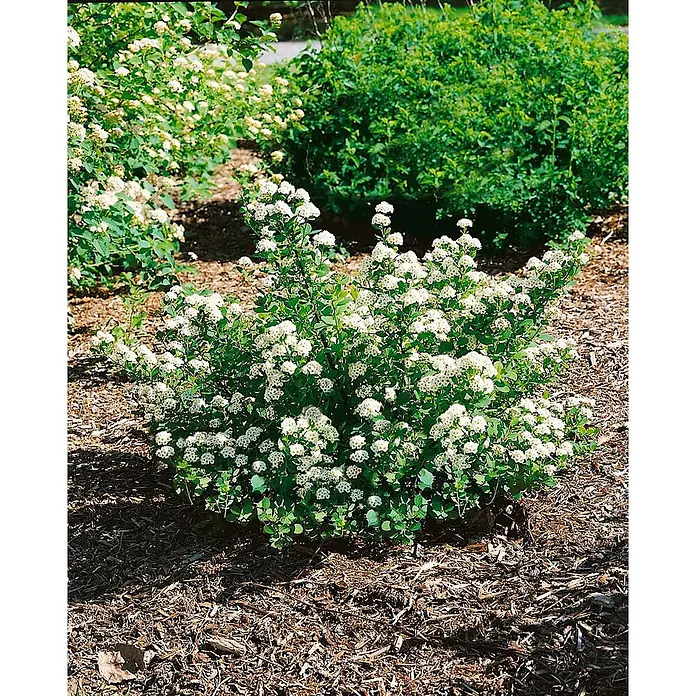 Pflanzen für dich Prunkspiere 20- 30 cm - Spiraea betulifolia, 20 cm - 30 cm, Weiß - Kompakter Strauch mit kleinen weißen Blütenbüscheln und grünen Blättern, in Rindenmulch gepflanzt.