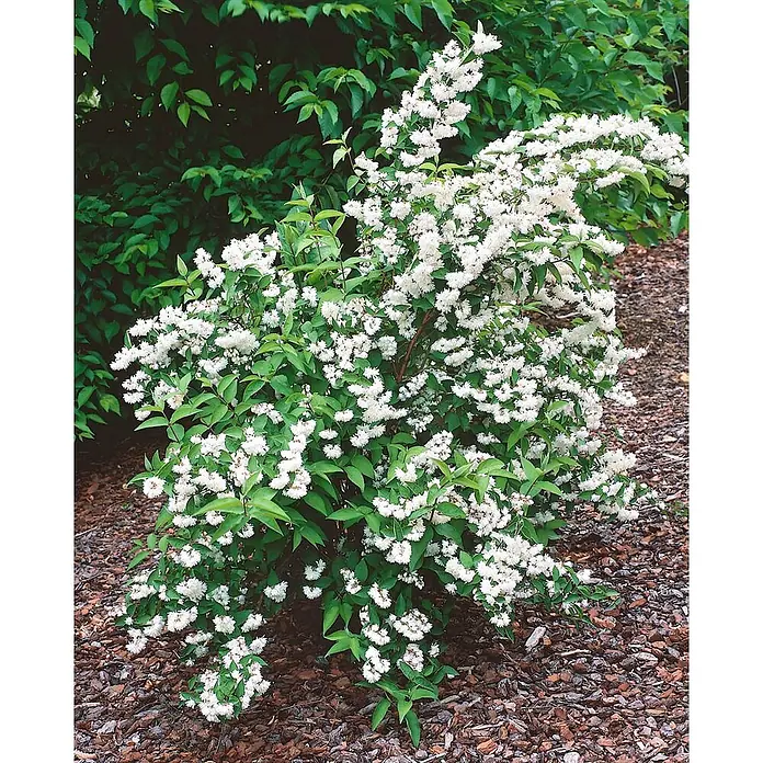 Pflanzen für dich Hortensie 3 L 40- 60 - Deutzia scabra 'Pride of Rochester', Weiß - Grüner Strauch mit kleinen weißen Blüten, gepflanzt in einem Gartenbeet mit Rindenmulch.