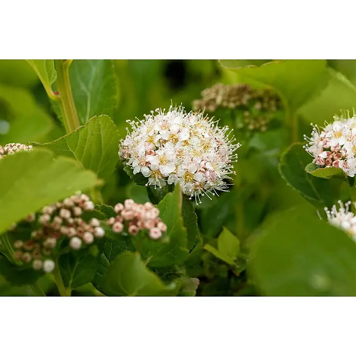 Pflanzen für dich Prunkspiere 20- 30 cm - Spiraea betulifolia, 20 cm - 30 cm, Weiß - Weiße Blütencluster mit zarten rosa Zentren und prominenten Staubblättern zwischen grünen Blättern.