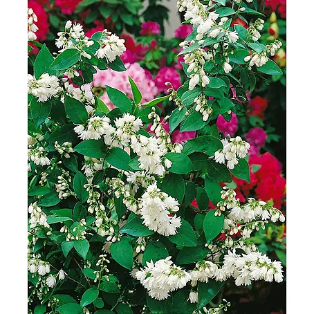 Pflanzen für dich  Hortensie 3 L 40- 60