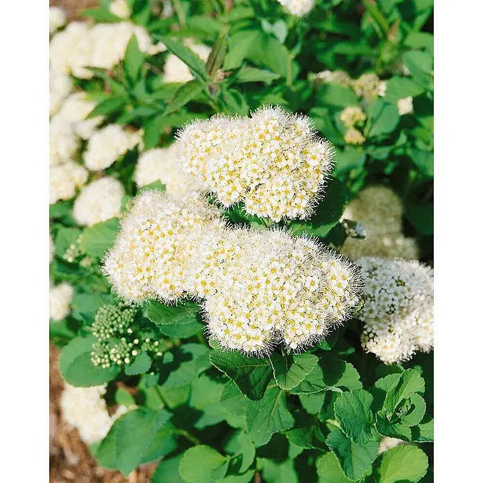 Pflanzen für dich Prunkspiere 20- 30 cm - Spiraea betulifolia, 20 cm - 30 cm, Weiß - Dichte Büschel weißer, flauschiger Blüten mit kleinen gelben Zentren an einer Pflanze mit grünen Blättern.