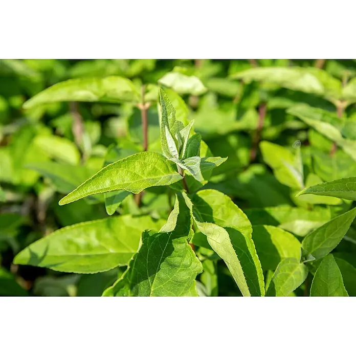 Pflanzen für dich Prunkspiere 150- 200 cm - Deutzia scabra 'Plena Magnifica', 150 cm - 200 cm, Weiß - Lebendige grüne Pflanze mit frischem Neuaustrieb und texturierten Blättern.