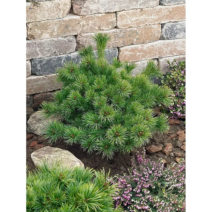 Pflanzen für dich Berg-Kiefer 20-25 cm - Pinus parviflora 'Kiomatsu', Aktuelle Wuchshöhe: 20 cm - 25 cm - Kompakte grüne Zwergkonifere in einem Gartenbeet mit Steinen und rosa Heidekraut an einer Steinmauer.
