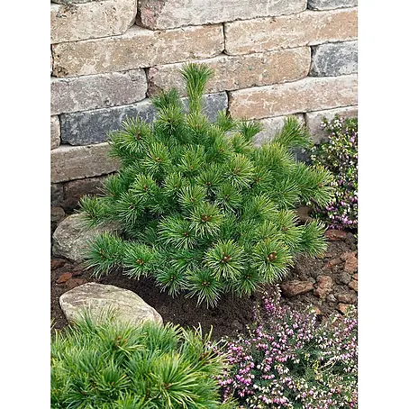 Pflanzen für dich  Berg-Kiefer 20-25 cm