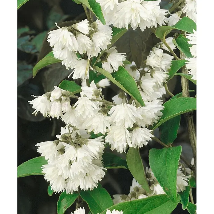 Pflanzen für dich Prunkspiere 150- 200 cm - Deutzia scabra 'Plena Magnifica', 150 cm - 200 cm, Weiß - Weiße, gekräuselte Blütenbüschel an grünen Laubzweigen.
