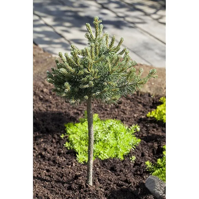 Pflanzen für dich Berg-Kiefer 20-25 cm - Pinus mugo 'Mini Mops', Aktuelle Wuchshöhe: 20 cm - 25 cm - Kleiner Zier-Nadelbaum mit runder Krone, in dunkler Erde neben hellgrünem Bodendecker gepflanzt.