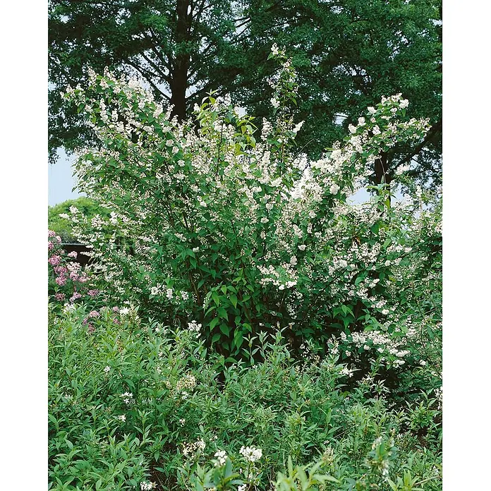 Pflanzen für dich Prunkspiere 150- 200 cm - Deutzia scabra 'Plena Magnifica', 150 cm - 200 cm, Weiß - Ein grüner Strauch mit zahlreichen kleinen weißen Blüten in einem Garten.