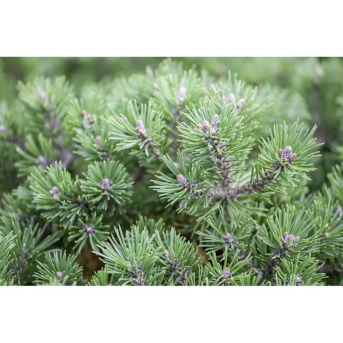 Pflanzen für dich Berg-Kiefer 20-25 cm - Pinus mugo 'Mini Mops', Aktuelle Wuchshöhe: 20 cm - 25 cm - Nahaufnahme einer Konifere mit leuchtend grünen Nadeln und kleinen, sich entwickelnden braunen Zapfen.