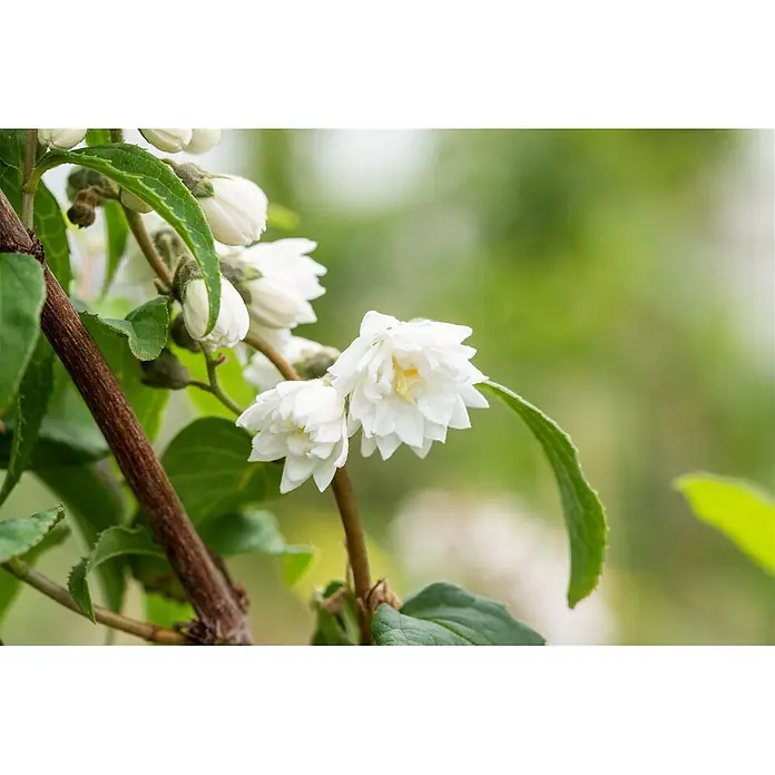 Pflanzen für dich Prunkspiere 150- 200 cm - Deutzia scabra 'Plena Magnifica', 150 cm - 200 cm, Weiß - Weiße, gefüllte Blüten mit gelber Mitte an einem grünen Pflanzenstiel.