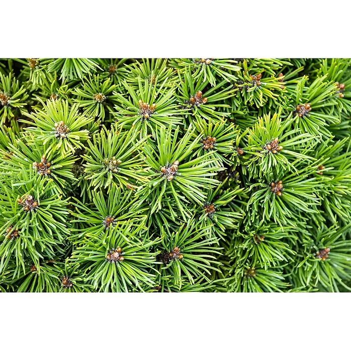 Pflanzen für dich Berg-Kiefer 20-25 cm - Pinus mugo 'Mini Mops', Aktuelle Wuchshöhe: 20 cm - 25 cm - Nahaufnahme von leuchtend grünen Koniferennadeln mit kleinen braunen neuen Trieben.