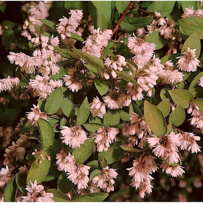 Pflanzen für dich Prunkspiere 150- 200 cm - Deutzia scabra 'Plena Magnifica', 150 cm - 200 cm, Weiß - Hellrosa Blüten mit grünen Blättern an einem üppigen Strauch.