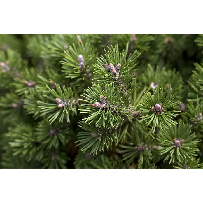 Pflanzen für dich Berg-Kiefer 20-25 cm - Pinus mugo 'Mini Mops', Aktuelle Wuchshöhe: 20 cm - 25 cm - Kräftig grüne Kiefernnadeln mit rotbraunen Knospen, typisch für einen immergrünen Strauch.