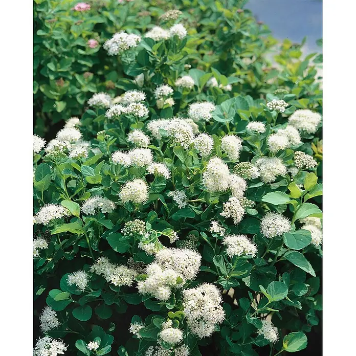 Pflanzen für dich Prunkspiere 20- 30 cm - Spiraea betulifolia, 20 cm - 30 cm, Weiß - Ein üppiger Strauch mit vielen kleinen weißen Blüten und grünen Blättern.