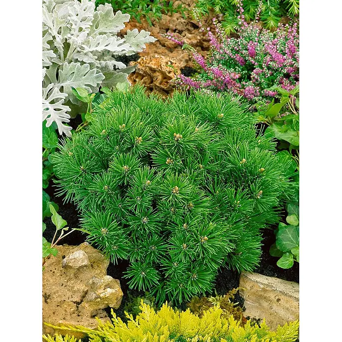 Pflanzen für dich Berg-Kiefer 20-25 cm - Pinus mugo 'Mini Mops', Aktuelle Wuchshöhe: 20 cm - 25 cm - Kompakte Zwergkiefer mit dichten grünen Nadeln und kleinen Knospen, in einer Gartenumgebung gepflanzt.