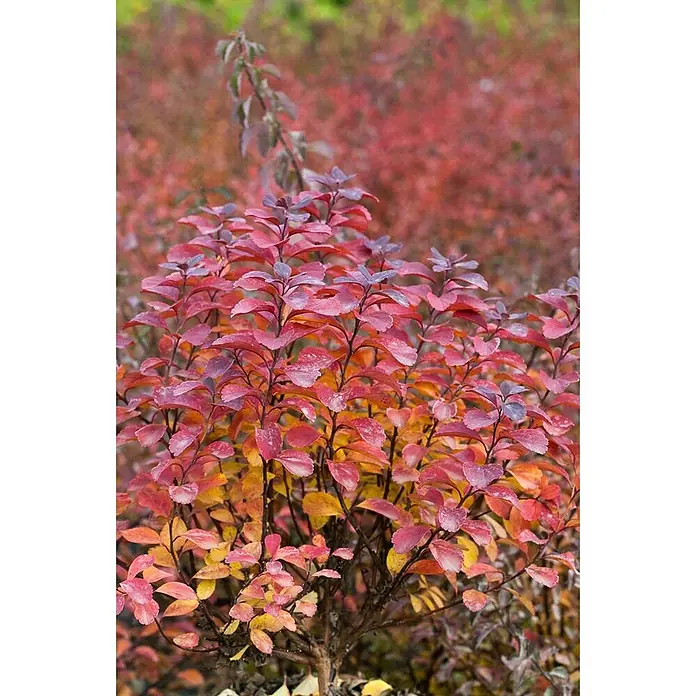 Pflanzen für dich Prunkspiere 20- 30 cm - Spiraea betulifolia, 20 cm - 30 cm, Weiß - Strauch mit Herbstblättern, die von Gelb und Orange zu leuchtendem Rot und Violett übergehen.