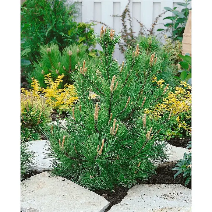 Pflanzen für dich Berg-Kiefer 15-20 cm - Pinus mugo 'Gnom', Aktuelle Wuchshöhe: 15 cm - 20 cm - Eine kompakte, grüne Zwergkonifere mit sichtbaren neuen Trieben, gepflanzt in einem Gartenbeet mit hellen Trittsteinen.