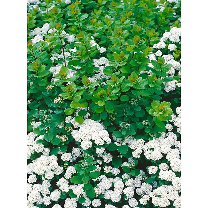 Pflanzen für dich Prunkspiere 30-40 cm - Spiraea betulifolia 'Tor', 30 cm - 40 cm, Weiß - Dichter Strauch mit weißen Blüten und grünen Blättern.