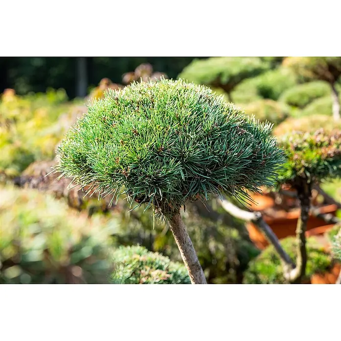 Pflanzen für dich Berg-Kiefer 15-20 cm - Pinus mugo 'Gnom', Aktuelle Wuchshöhe: 15 cm - 20 cm - Eine üppig grüne, abgerundete Nadelbaum-Topiary mit sichtbarem Stamm in einer Gartenumgebung.