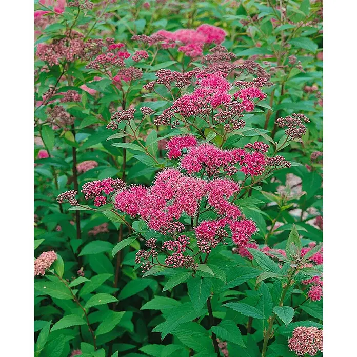 Pflanzen für dich Prunkspiere 40-60 cm - Spiraea japonica 'Froebelii', 40 cm - 60 cm, Rosa - Leuchtend rosa Blüten eines blühenden Strauchs mit sattgrünem Laub.