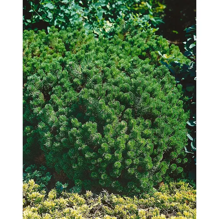 Pflanzen für dich Berg-Kiefer 15-20 cm - Pinus mugo 'Gnom', Aktuelle Wuchshöhe: 15 cm - 20 cm - Kompakter grüner Zwerg-Nadelstrauch im Garten.