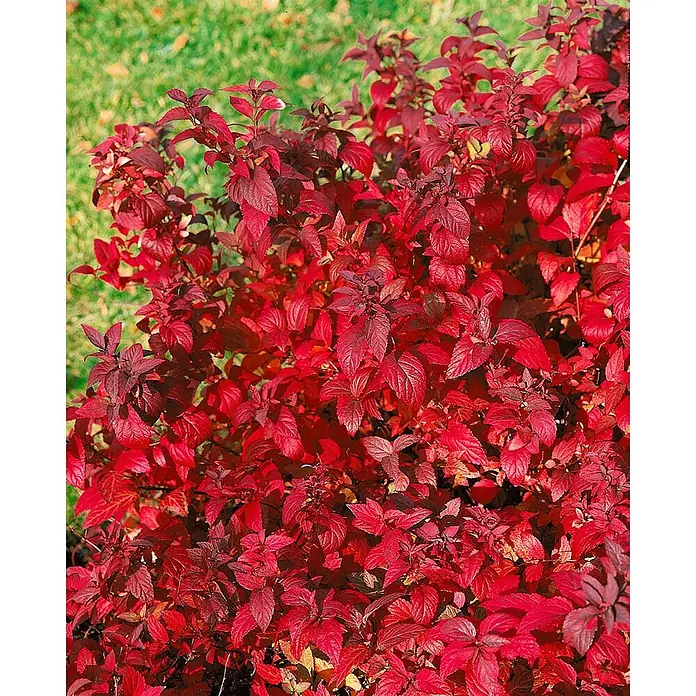 Pflanzen für dich Prunkspiere 40-60 cm - Spiraea japonica 'Froebelii', 40 cm - 60 cm, Rosa - Leuchtend roter Zierstrauch mit dichtem Laub.