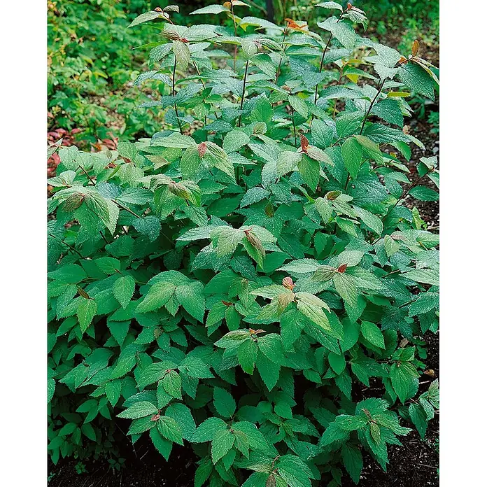 Pflanzen für dich Prunkspiere 40-60 cm - Spiraea japonica 'Froebelii', 40 cm - 60 cm, Rosa - Üppiger grüner Strauch mit gezackten Blättern, zeigt gesundes neues Wachstum mit rötlichen Spitzen und glitzernden Wassertropfen.