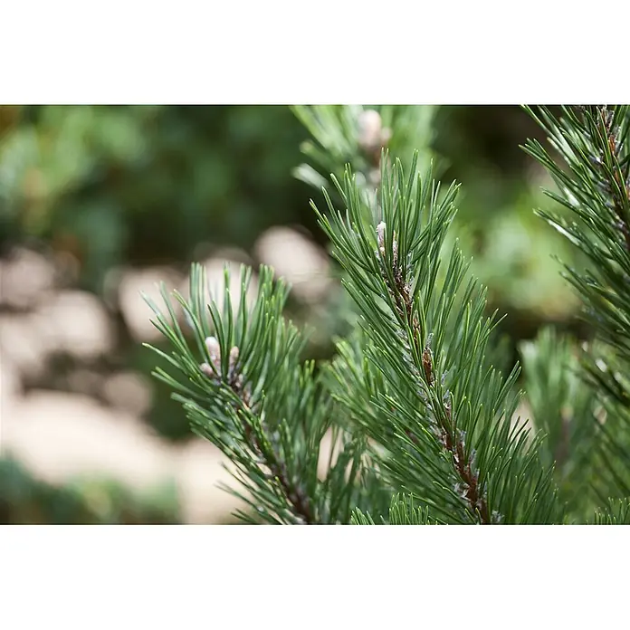Pflanzen für dich Berg-Kiefer 15-20 cm - Pinus mugo 'Gnom', Aktuelle Wuchshöhe: 15 cm - 20 cm - Nahaufnahme von grünen Kiefernnadeln und kleinen hellbraunen Knospen an Ästen.