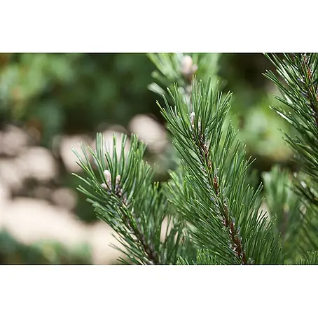 Pflanzen für dich  Berg-Kiefer 20-25 cm