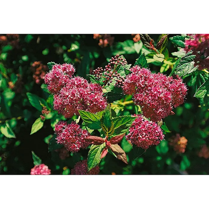 Pflanzen für dich Prunkspiere 40-60 cm - Spiraea japonica 'Froebelii', 40 cm - 60 cm, Rosa - Leuchtend rosa Blütenbüschel mit grünen Blättern.