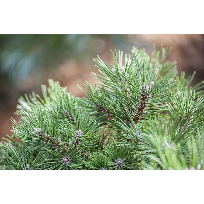 Pflanzen für dich Berg-Kiefer 20-25 cm - Pinus uncinata 'Grüne Welle', Aktuelle Wuchshöhe: 20 cm - 25 cm - Nahaufnahme von leuchtend grünen Kiefernzweigen mit kleinen, hellbraunen Knospen.