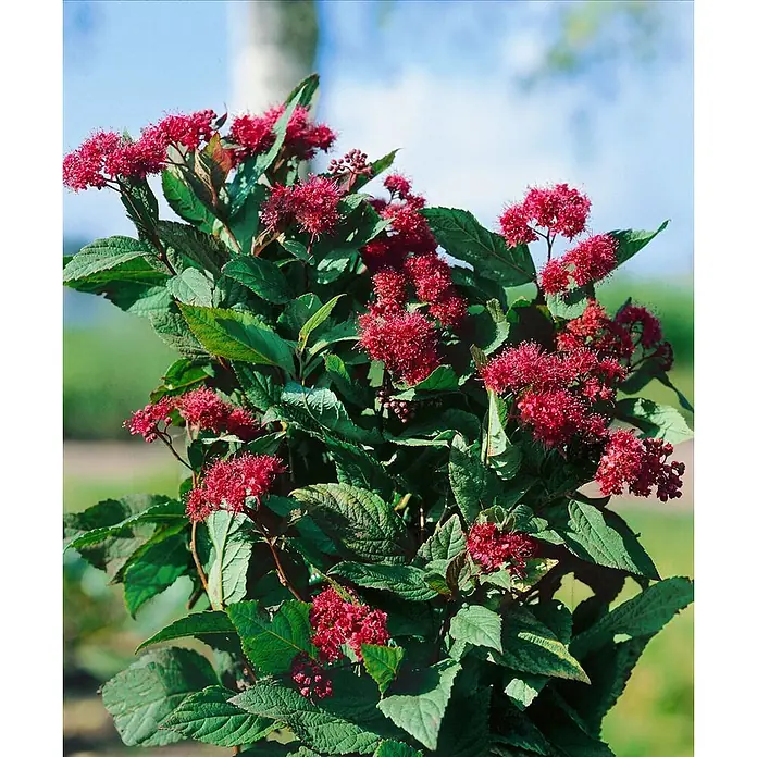 Pflanzen für dich Prunkspiere 40-60 cm - Spiraea japonica 'Froebelii', 40 cm - 60 cm, Rosa - Eine üppige Pflanze mit Büscheln kleiner, tiefroter Blüten und dunkelgrünem Laub.