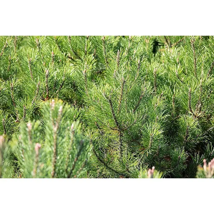 Pflanzen für dich Berg-Kiefer 50-60 cm - Pinus uncinata, Aktuelle Wuchshöhe: 50 cm - 60 cm - Dichter grüner Kiefernstrauch mit vielen Zweigen und Nadeln, zeigt kleine braune Knospen.