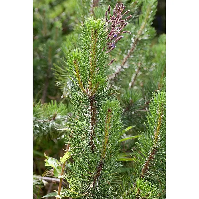 Pflanzen für dich Berg-Kiefer 50-60 cm - Pinus uncinata, Aktuelle Wuchshöhe: 50 cm - 60 cm - Nahaufnahme von leuchtend grünen Kiefernnadeln und zarten violetten Blütenknospen.