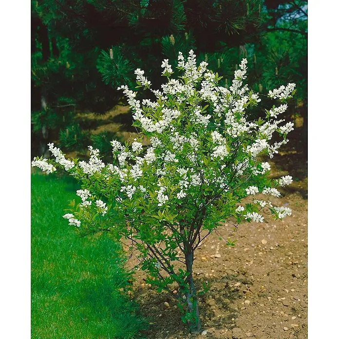 Pflanzen für dich Prunkspiere 40-60 cm - Exochorda racemosa, 40 cm - 60 cm, Weiß - Weiß blühender Strauch mit grünen Blättern und dunklen Ästen im Garten.