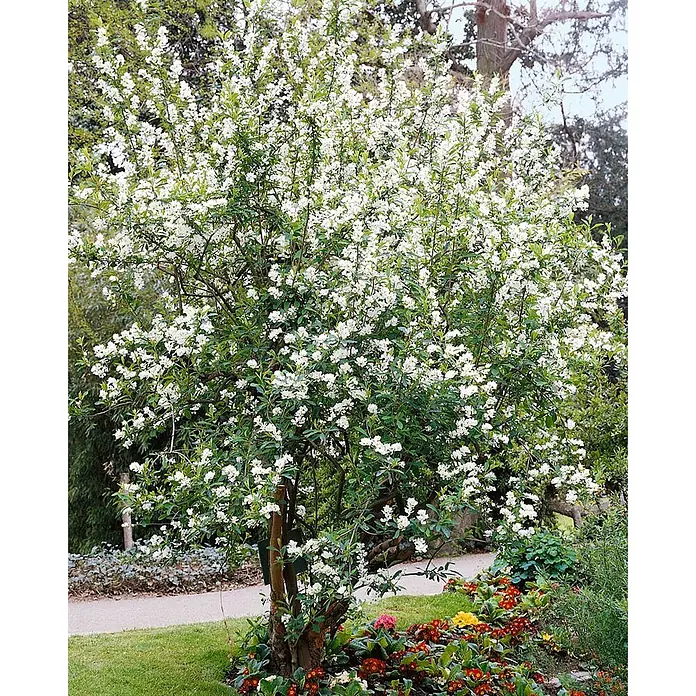 Pflanzen für dich Prunkspiere 40-60 cm - Exochorda racemosa, 40 cm - 60 cm, Weiß - Ein großer, dichter Strauch, bedeckt mit unzähligen kleinen weißen Blüten, in einem Garten neben einem Weg mit bunten Blumen am Fuß.