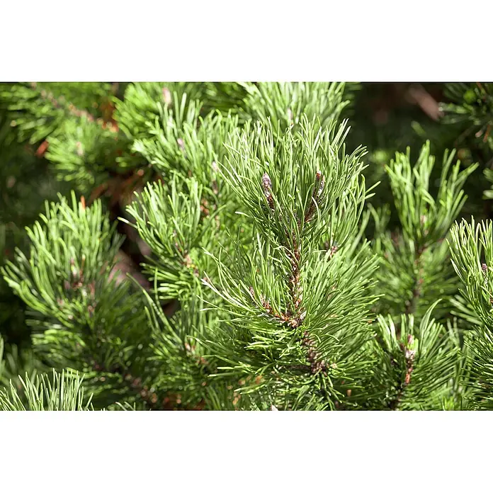 Pflanzen für dich Berg-Kiefer 15-20 cm - Pinus mugo 'Carsten's Wintergold', Aktuelle Wuchshöhe: 15 cm - 20 cm - Nahaufnahme von leuchtend grünen Kiefernzweigen mit zarten Nadeln und kleinen braunen Knospen, die natürliche Textur zeigen.