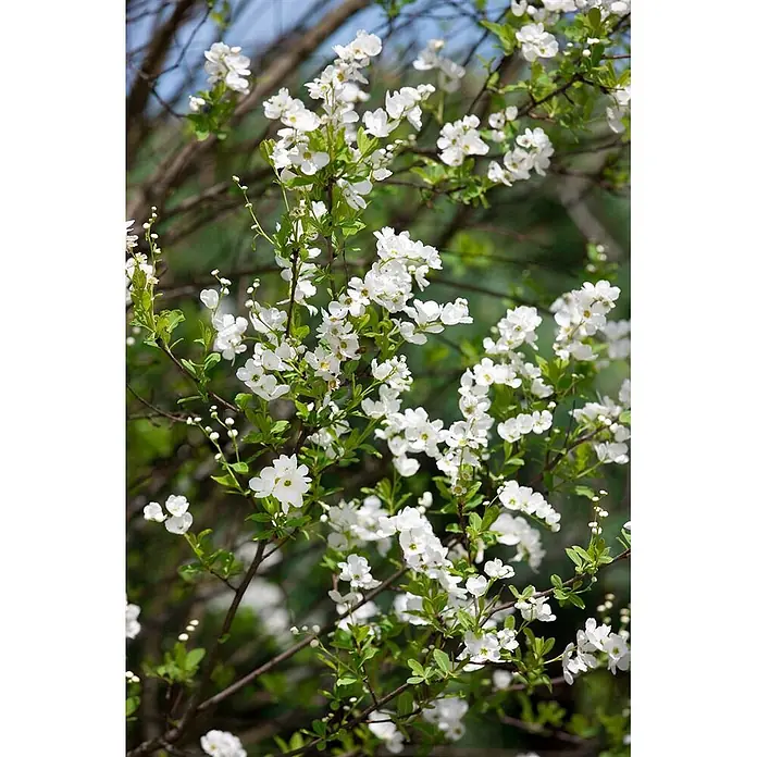 Pflanzen für dich Prunkspiere 40-60 cm - Exochorda racemosa, 40 cm - 60 cm, Weiß - Äste einer Pflanze, bedeckt mit zahlreichen kleinen weißen Blüten und frischen grünen Blättern.