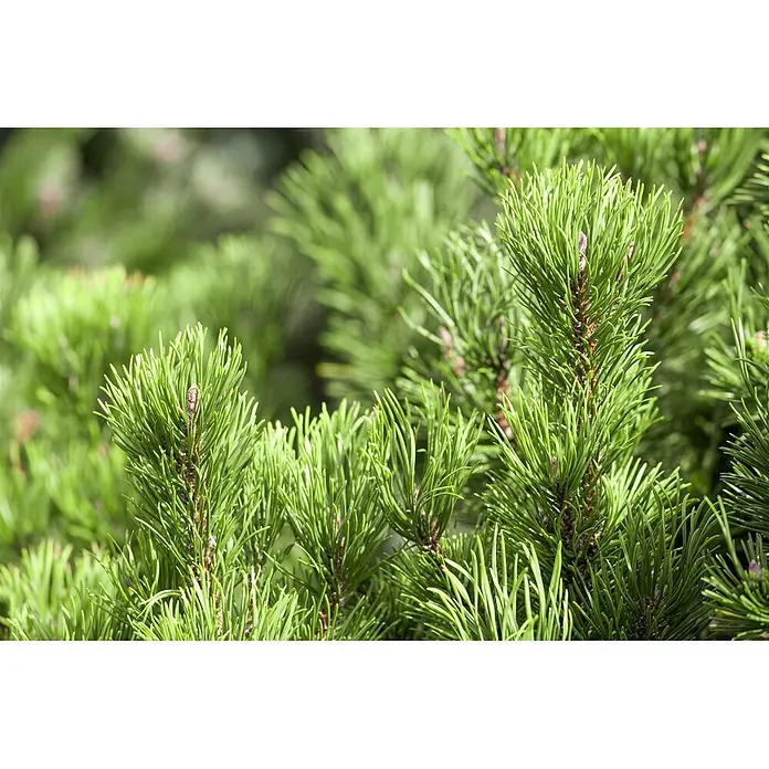 Pflanzen für dich Berg-Kiefer 15-20 cm - Pinus mugo 'Carsten's Wintergold', Aktuelle Wuchshöhe: 15 cm - 20 cm - Lebhaft grüne Kiefernnadeln und Äste mit kleinen Knospen. Frisches immergrünes Laub.