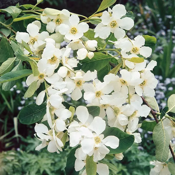 Pflanzen für dich Prunkspiere 40-60 cm - Exochorda racemosa, 40 cm - 60 cm, Weiß - Zweig mit vielen weißen Blüten und gelben Mitten, umgeben von grünen Blättern.