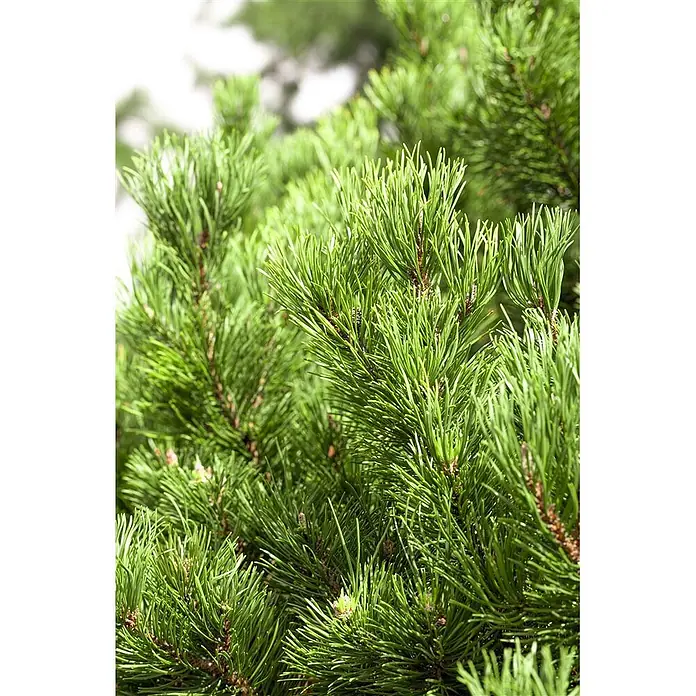 Pflanzen für dich Berg-Kiefer 15-20 cm - Pinus mugo 'Carsten's Wintergold', Aktuelle Wuchshöhe: 15 cm - 20 cm - Leuchtend grüne Kiefernzweige mit zahlreichen scharfen Nadeln, die ihre gesunde Textur zeigen.