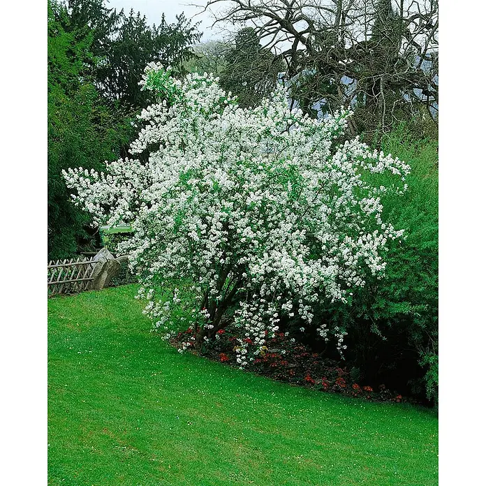 Pflanzen für dich Prunkspiere 40-60 cm - Exochorda racemosa, 40 cm - 60 cm, Weiß - Ein blühender Strauch mit vielen weißen Blüten und grünen Blättern in einem Garten.