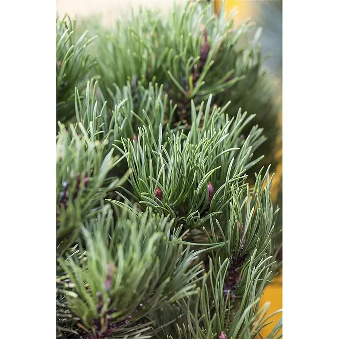 Pflanzen für dich Berg-Kiefer 15-20 cm - Pinus mugo 'Carsten's Wintergold', Aktuelle Wuchshöhe: 15 cm - 20 cm - Leuchtend grüne Kiefernnadeln und kleine rotbraune Knospen an einem Ast.