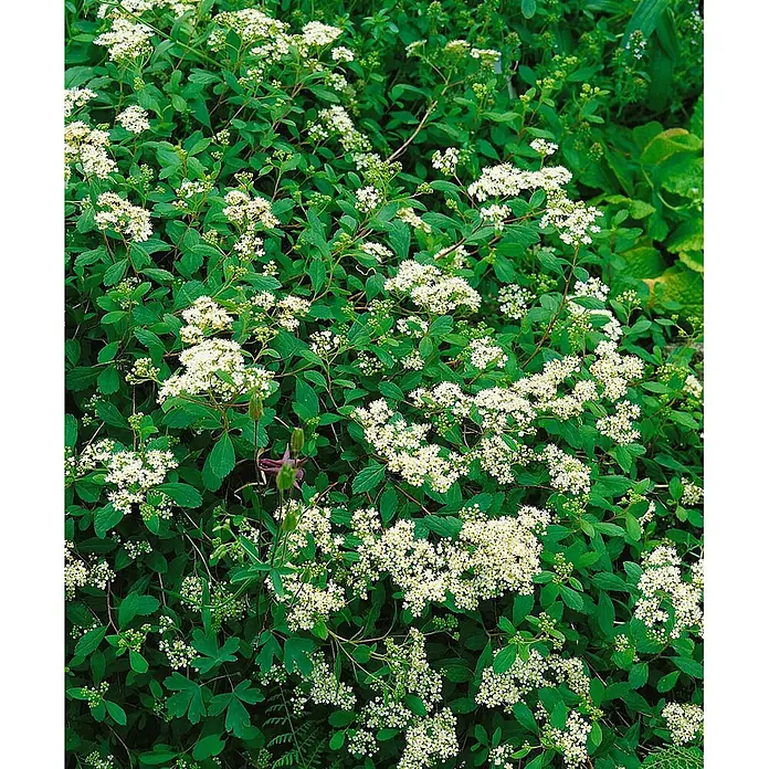 Pflanzen für dich Prunkspiere 30-40 cm - Spiraea decumbens, 30 cm - 40 cm, Weiß - Dichter Strauch mit kleinen weißen Blüten und grünen Blättern.